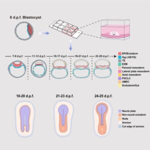 Read more about the article Ex utero monkey embryogenesis from blastocyst to early organogenesis