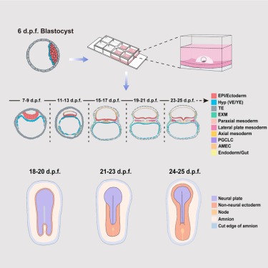 Read more about the article Ex utero monkey embryogenesis from blastocyst to early organogenesis