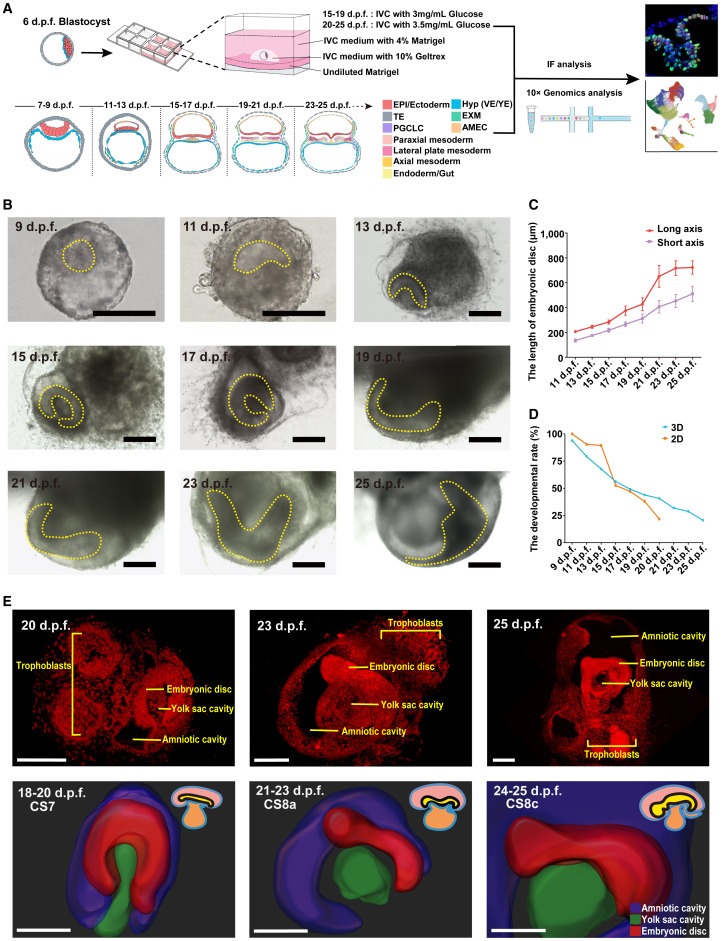 Ex utero monkey embryogenesis from blastocyst to early organogenesis