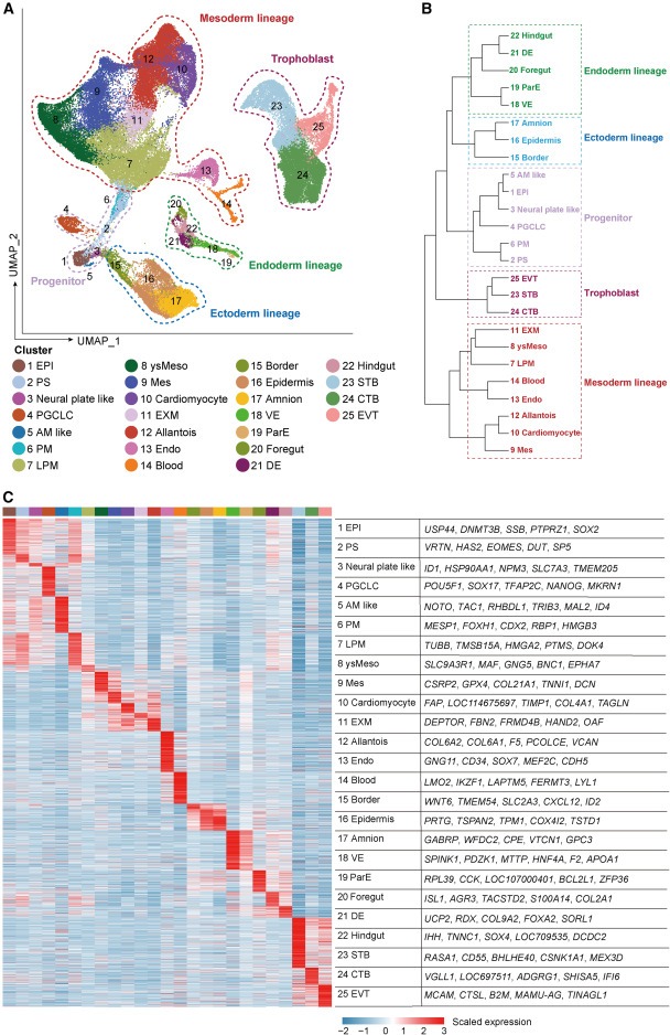 Ex utero monkey embryogenesis from blastocyst to early organogenesis