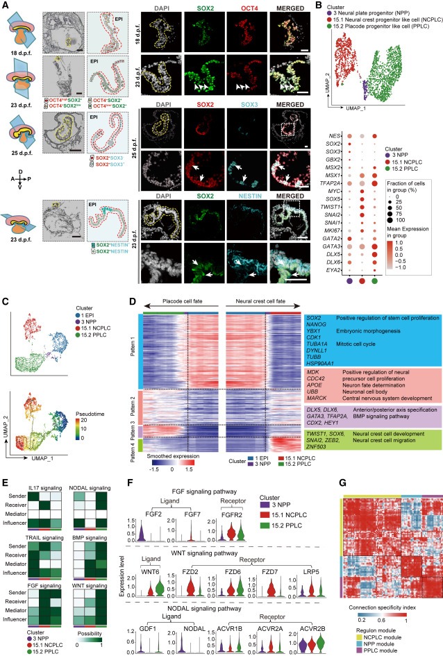 Ex utero monkey embryogenesis from blastocyst to early organogenesis