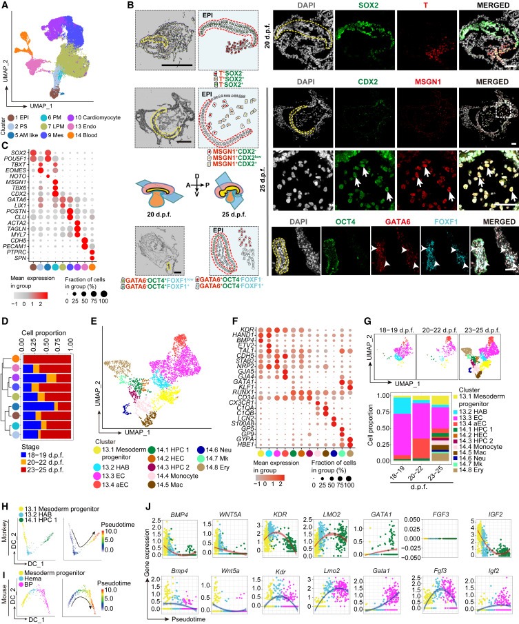 Ex utero monkey embryogenesis from blastocyst to early organogenesis