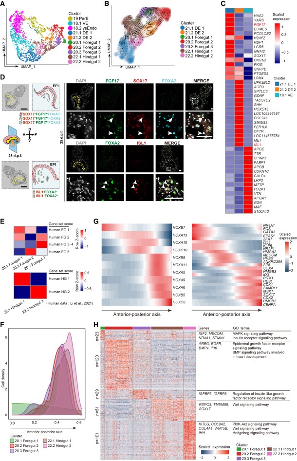 Ex utero monkey embryogenesis from blastocyst to early organogenesis