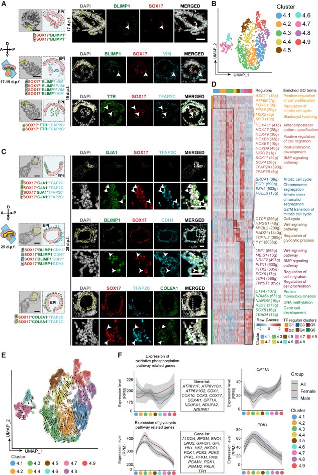 Ex utero monkey embryogenesis from blastocyst to early organogenesis