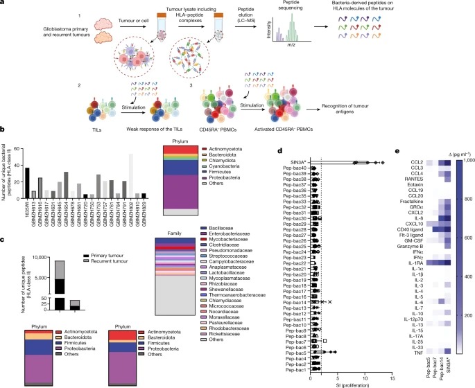 Microbial peptides activate tumour-infiltrating lymphocytes in glioblastoma