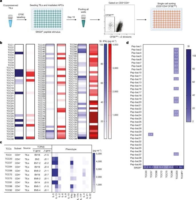 Microbial peptides activate tumour-infiltrating lymphocytes in glioblastoma