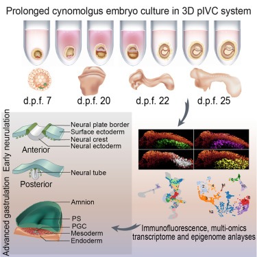 Neurulation of the cynomolgus monkey embryo achieved from 3D blastocyst culture