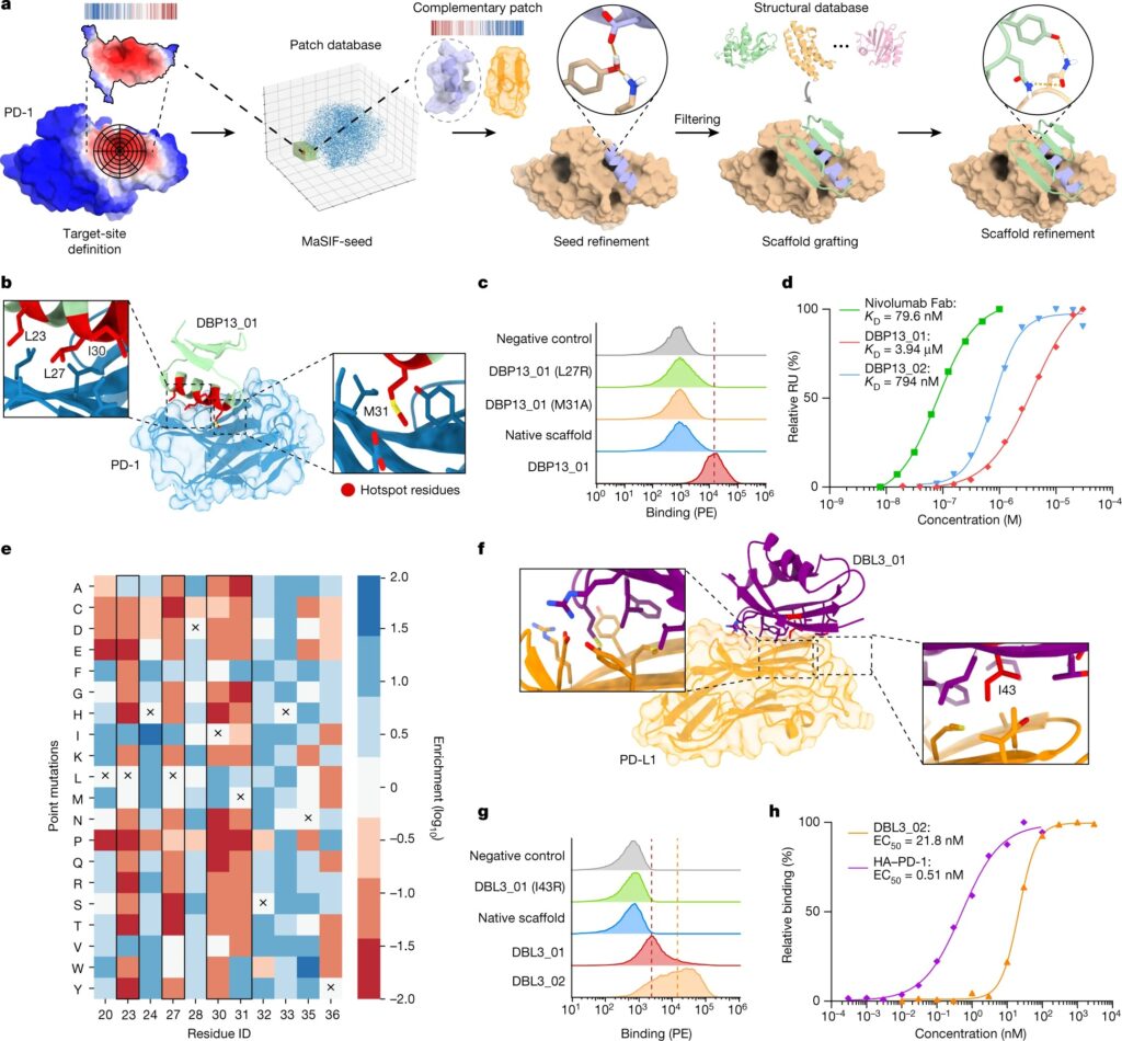 De novo design of protein interactions with learned surface fingerprints