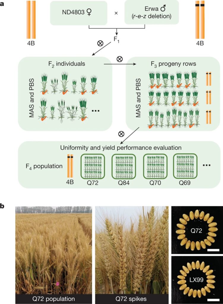 Reducing brassinosteroid signalling enhances grain yield in semi-dwarf wheat