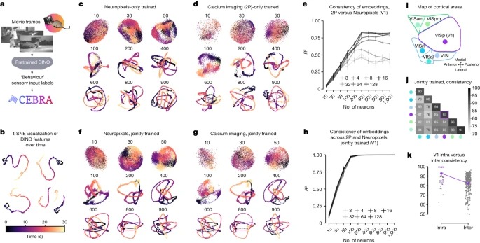 Learnable latent embeddings for joint behavioural and neural analysis