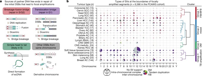 ERα-associated translocations underlie oncogene amplifications in breast cancer