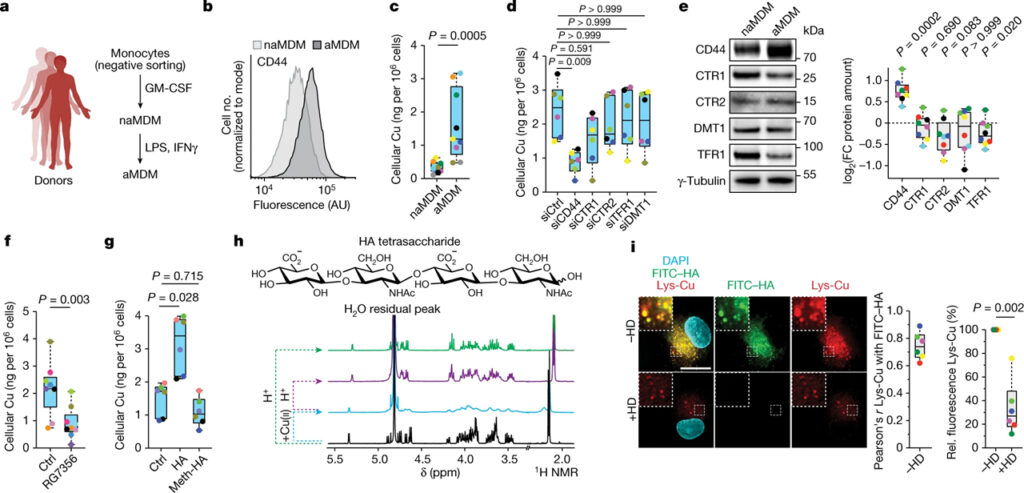 A druggable copper-signalling pathway that drives inflammation