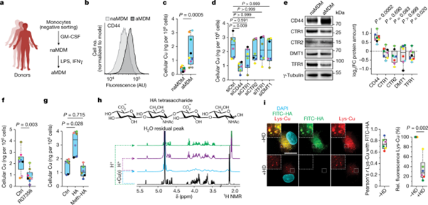 [Abs] A druggable copper-signalling pathway that drives inflammation