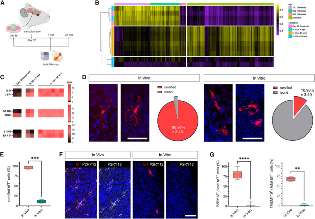 An in vivo neuroimmune organoid model to study human microglia phenotypes