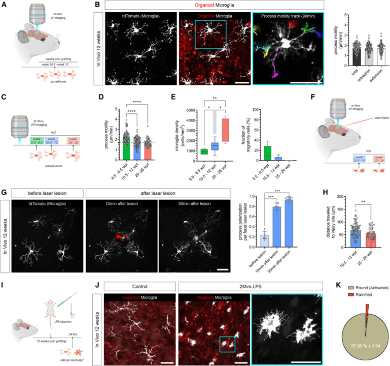 An in vivo neuroimmune organoid model to study human microglia phenotypes