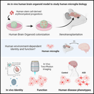 Read more about the article An in vivo neuroimmune organoid model to study human microglia phenotypes