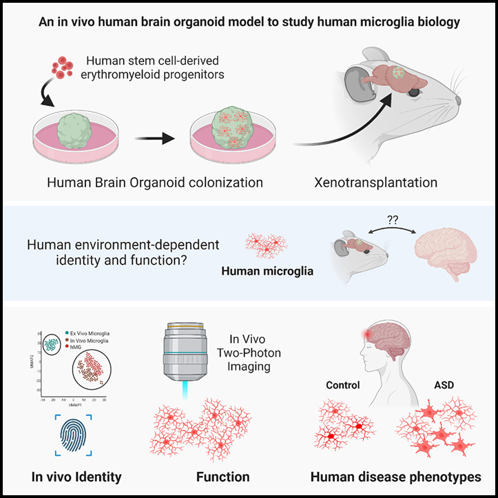 Read more about the article An in vivo neuroimmune organoid model to study human microglia phenotypes