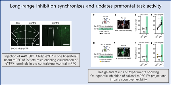 [EzV] Long-range inhibition synchronizes and updates prefrontal task activity