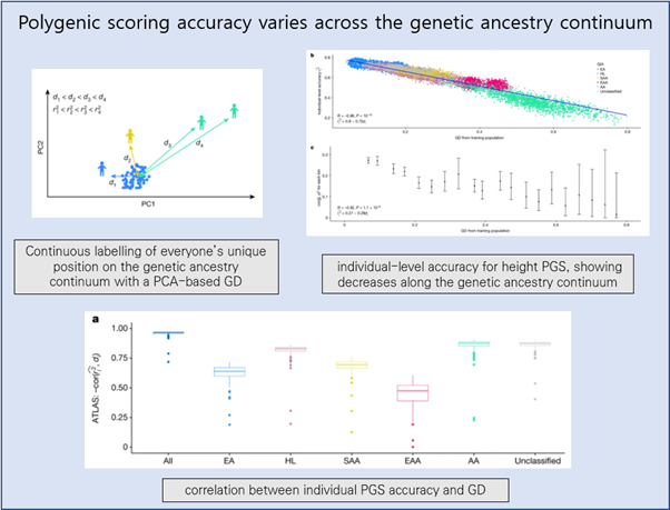 [EzV] Polygenic scoring accuracy varies across the genetic ancestry continuum