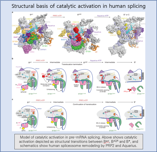 [EzV] Structural basis of catalytic activation in human splicing