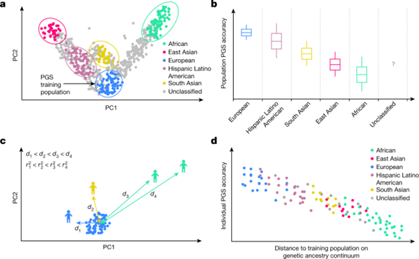 [Fig1] Polygenic scoring accuracy varies across the genetic ancestry continuum