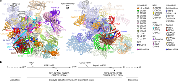 [Fig1] Structural basis of catalytic activation in human splicing