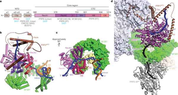 [Fig2] Structural basis of catalytic activation in human splicing