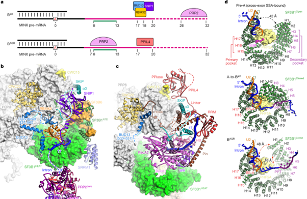 [Fig3] Structural basis of catalytic activation in human splicing