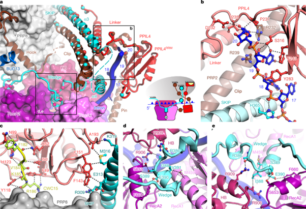 [Fig4] Structural basis of catalytic activation in human splicing