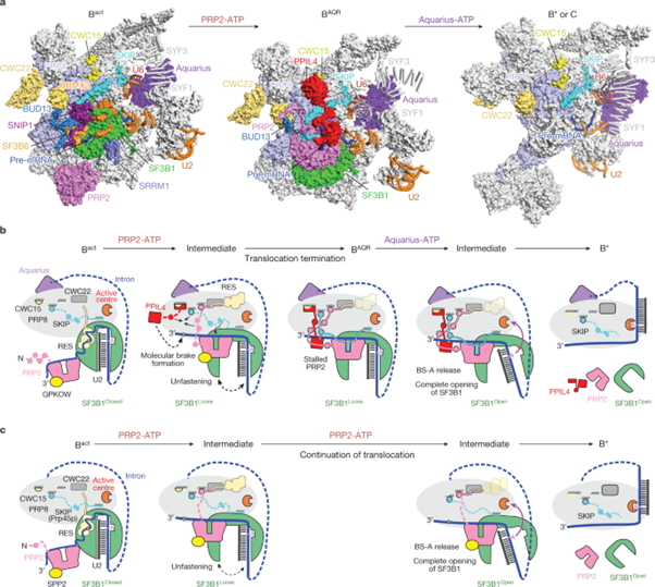 [Fig5] Structural basis of catalytic activation in human splicing