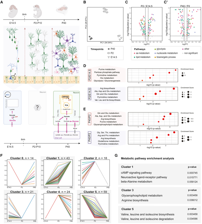 Large neutral amino acid levels tune perinatal neuronal excitability and survival