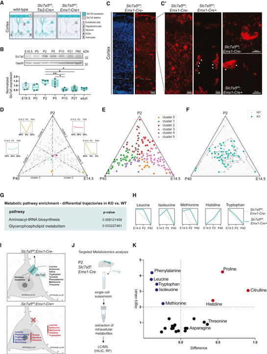 Large neutral amino acid levels tune perinatal neuronal excitability and survival