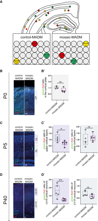 Large neutral amino acid levels tune perinatal neuronal excitability and survival