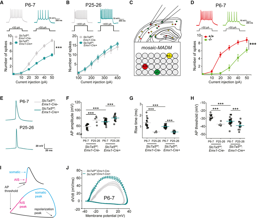 Large neutral amino acid levels tune perinatal neuronal excitability and survival