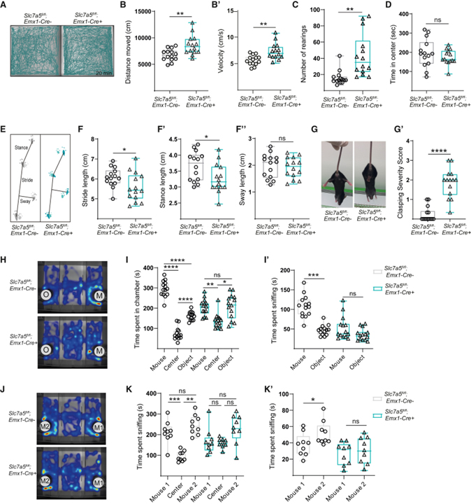 Large neutral amino acid levels tune perinatal neuronal excitability and survival