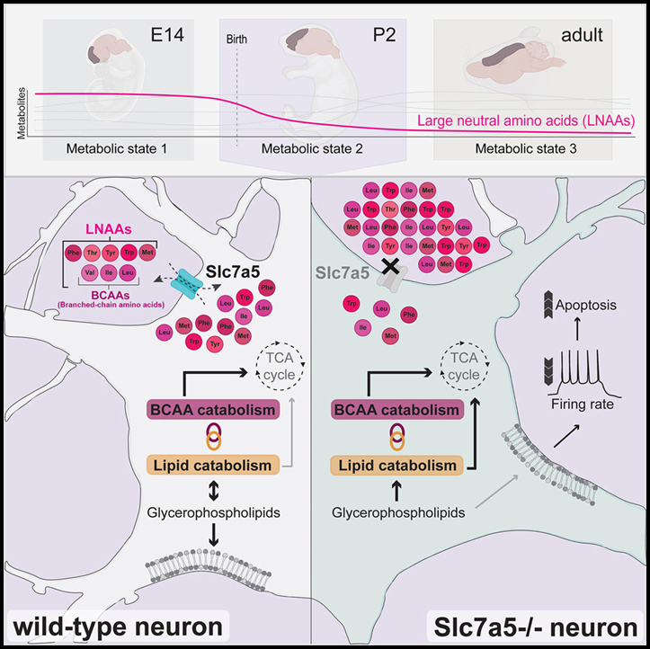 Read more about the article Large neutral amino acid levels tune perinatal neuronal excitability and survival