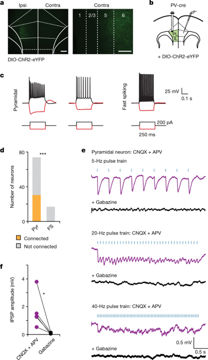 Long-range inhibition synchronizes and updates prefrontal task activity