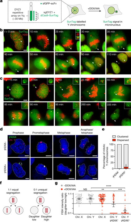 Mitotic clustering of pulverized chromosomes from micronuclei