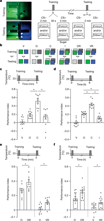 Multisensory learning binds neurons into a cross-modal memory engram