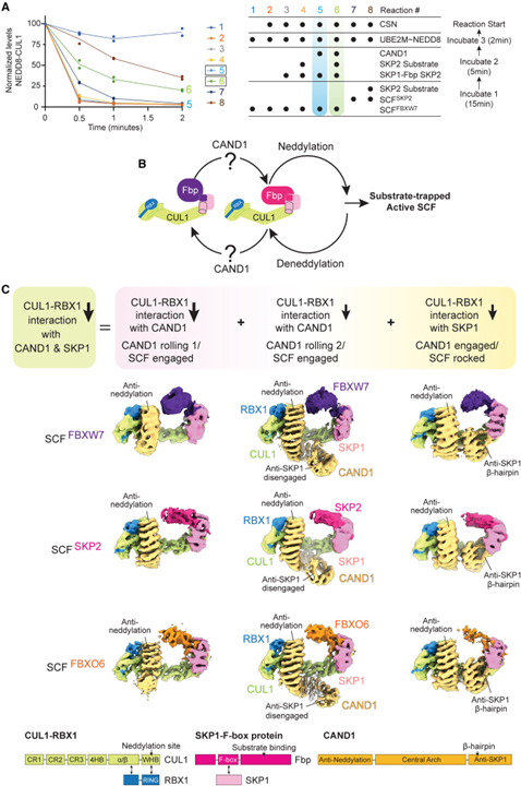 Systemwide disassembly and assembly of SCF ubiquitin ligase complexes