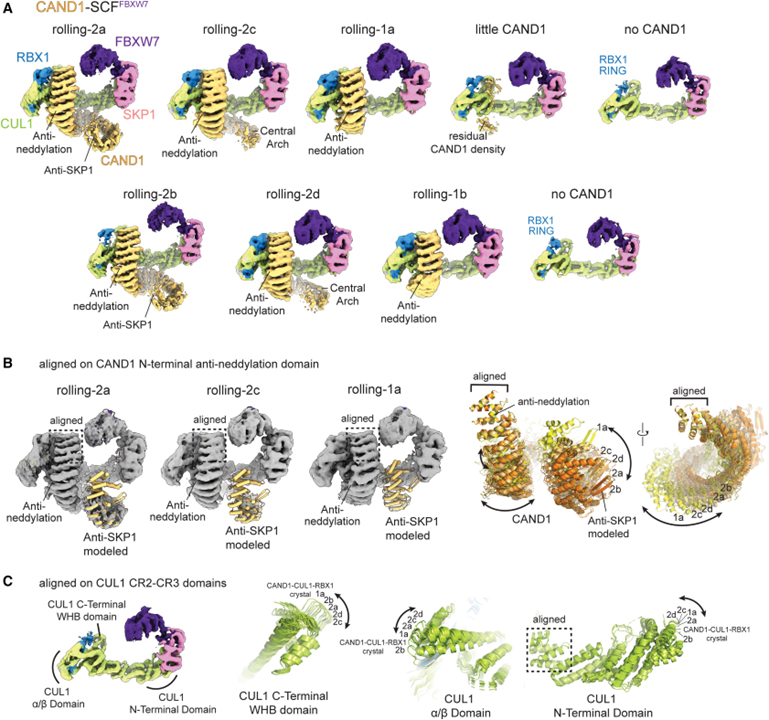 Systemwide disassembly and assembly of SCF ubiquitin ligase complexes