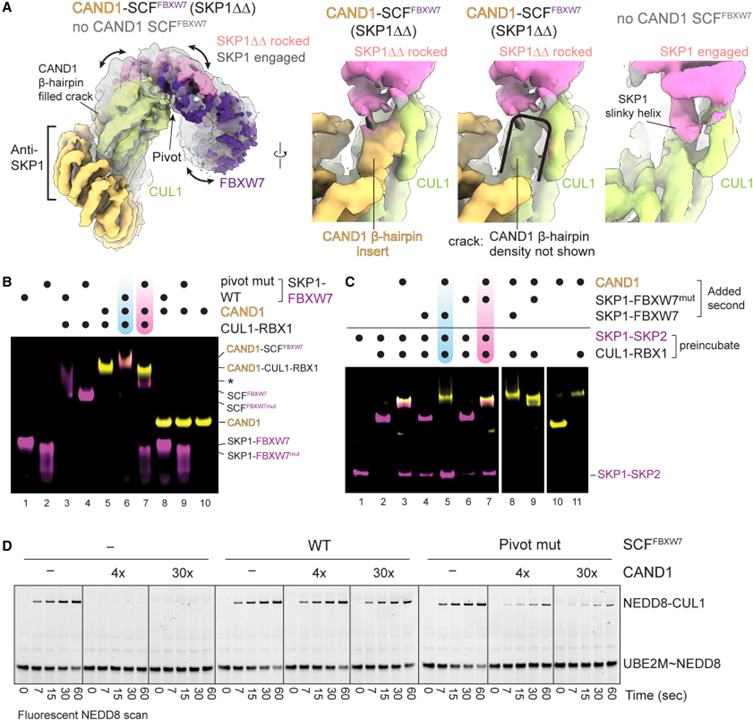 Systemwide disassembly and assembly of SCF ubiquitin ligase complexes