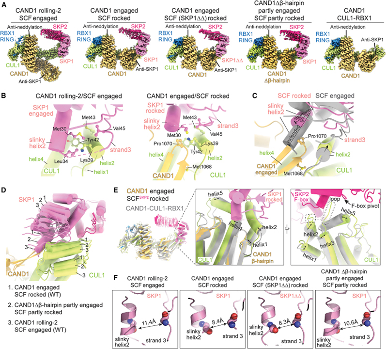 Systemwide disassembly and assembly of SCF ubiquitin ligase complexes