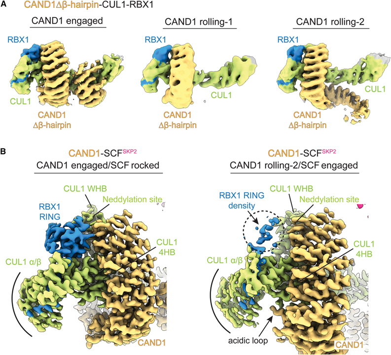 Systemwide disassembly and assembly of SCF ubiquitin ligase complexes