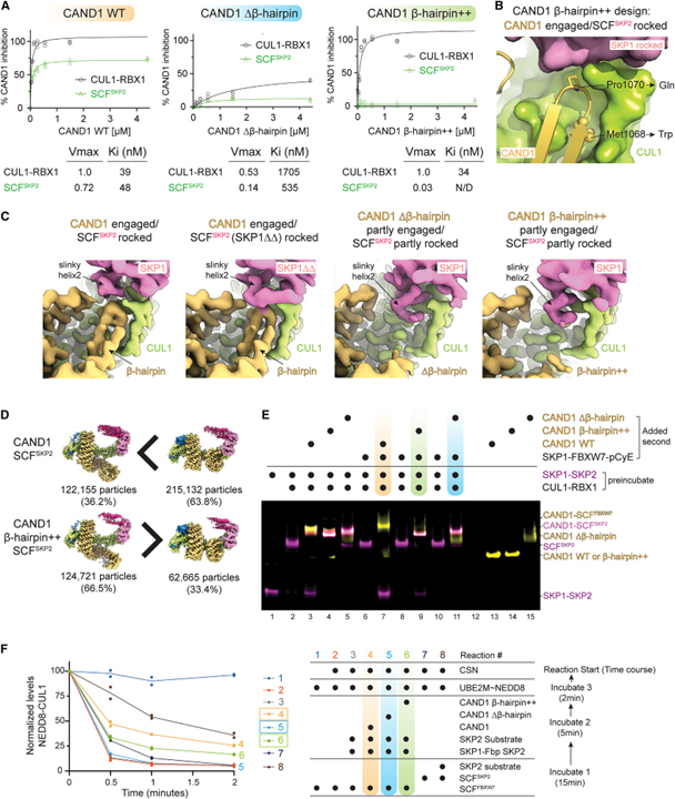 Systemwide disassembly and assembly of SCF ubiquitin ligase complexes