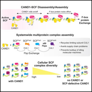 Read more about the article Systemwide disassembly and assembly of SCF ubiquitin ligase complexes