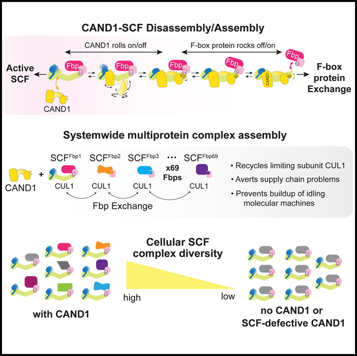 Read more about the article Systemwide disassembly and assembly of SCF ubiquitin ligase complexes