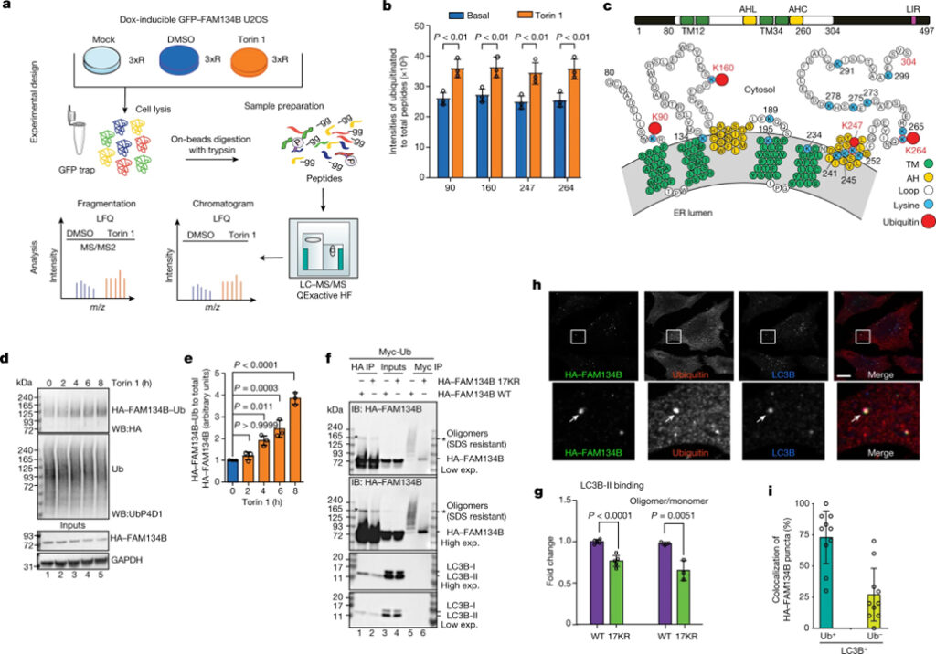 Ubiquitination regulates ER-phagy and remodelling of endoplasmic reticulum