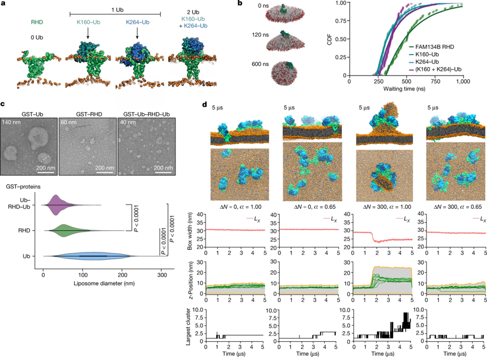 Ubiquitination regulates ER-phagy and remodelling of endoplasmic reticulum