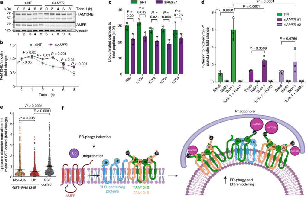 Ubiquitination regulates ER-phagy and remodelling of endoplasmic reticulum